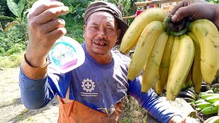 Mbah untung bagi bagi tips cara agar pisang cepat masak || tutorial ngimbu gedang