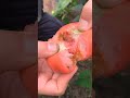 amazing red color of tomatoes