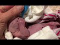 Tiny wombat joey arrives