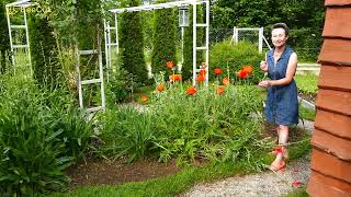 Mak wschodni Papaver orientale bylina o olbrzymich zachwycających kwiatach i zielonych liściach zimą