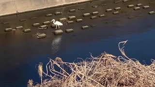 ヌッテキッテ のお散歩日記−13  鶴見川