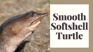The Smooth Softshell Turtle