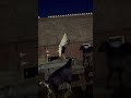 Episode 3 of goats fighting