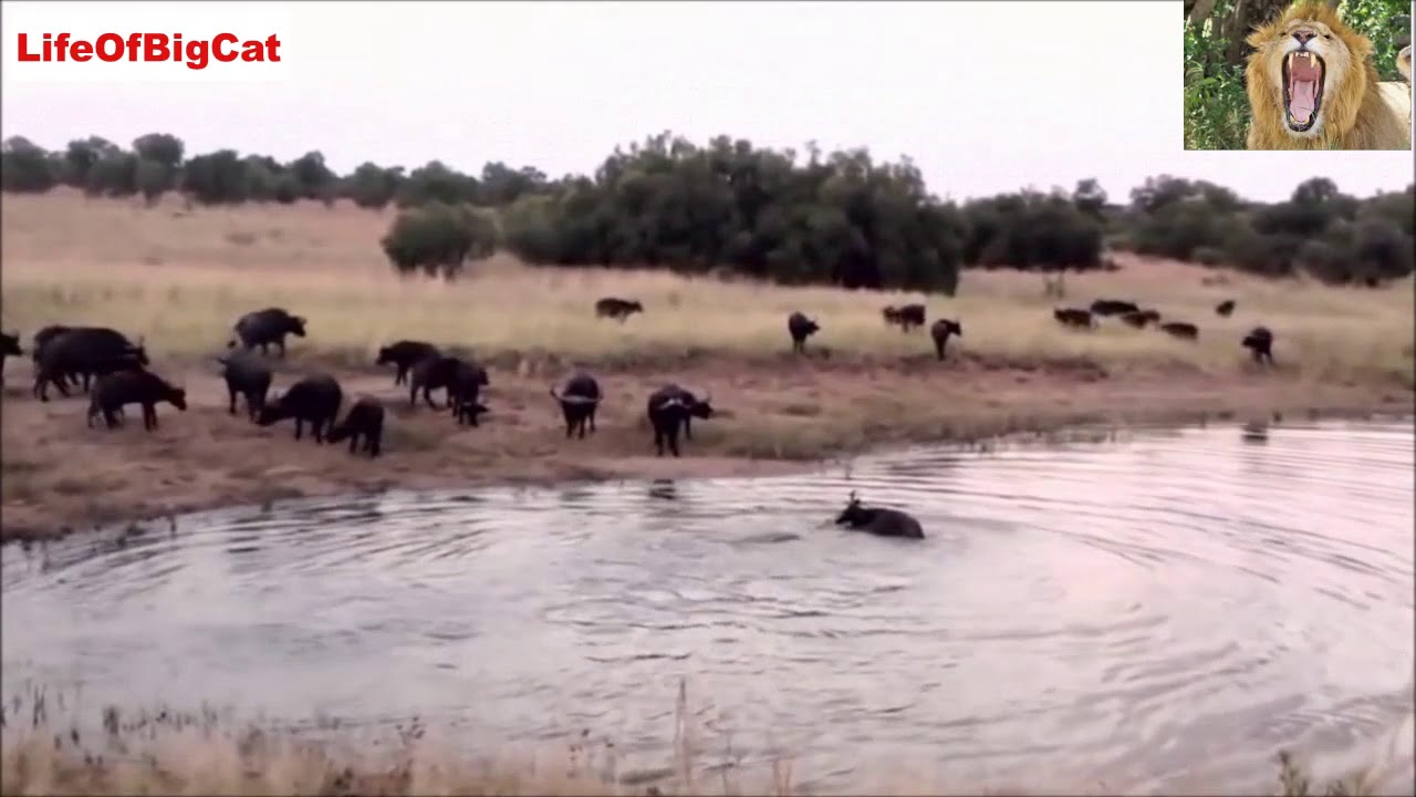 Crocodile का जबरदस्त Attack Wildebeest - YouTube