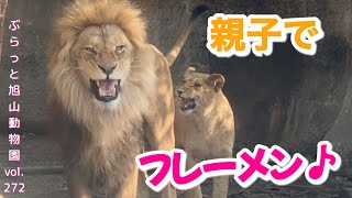 パパにべったり。イトがパパから離れない？見送りをしてくれる子ども達。オリト＆イオライオンファミリーvol272@旭山動物園/Littering cub of a lion. I love papa