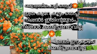 ഇത്ര മനോഹരമായ കാഴ്ച ഇതിനുമുൻപ് കണ്ടിട്ടുണ്ടോ💚🌿💚#sree#viralvideo#viralclips