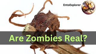 The Problem With Zombie Fungi