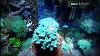 Meerwasser Aquarium 500l - Reef Tank - HD