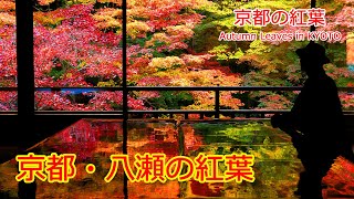 【京都の紅葉】京都・叡電「八瀬比叡山口駅」周辺の紅葉（2024年11月29日　京都市左京区）　Autumn leaves around Yase-Hieizanguchi Station