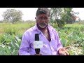 success story of cauliflower cultivation లాభాలు పండిస్తున్న కాలీఫ్లవర్ 60 రోజుల్లో 2 లక్షలు