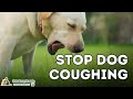 Dog Coughing: How To Quickly Stop It With 7 Natural Remedies Dog Coughing: How To Quickly Stop It With 7 Natural Remedies