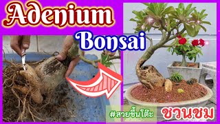 สอนยกรากชวนชมง่ายๆสไตล์​บอนไซ​สำหรับมือใหม่​จบในคลิปเดียว Adenium​ Bonsai​ สวยขึ้นโต๊ะ