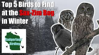 Top 5 Birds to Find at the SAX-ZIM BOG in Winter