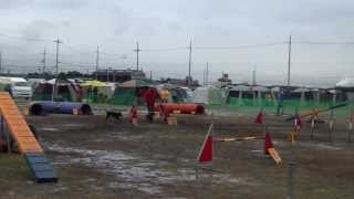 20140208大阪東アジリティークラブ　Pinot　AG1