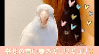 マメルリハのグリコ　幸せの青い鳥のギョリギョリで幸せになる動画👍✨ Very cute parrotlet 💕