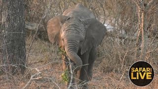 safariLIVE ～サンセットサファリ～ 2018年9月18日