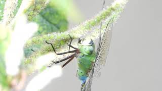 ギンヤンマLesser Emperor（銀蜻蜓、Anax parthenope）蜻蛉目（トンボ目）・ヤンマ科　DSCN5543