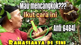 Mau Mencangkok ? takut Gagal,,,Ini caranya‼️Anti Gagal‼️