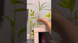 How to propagate Dracaena Marginata| water propagation of dracaena marginata#propagation #dracaena