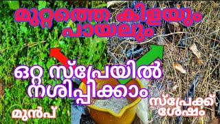 മുറ്റത്തെ പുല്ലും പായലും നശിപ്പിക്കാൻ ഒറ്റ സ്പ്രേ മതി