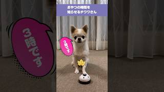 おやつの時間を知らせるチワワさん #shorts #チワワ #犬 #ベル #dog #chihuahua #bell #犬芸