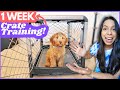 5 Crate Training Steps that ACTUALLY Work 🙌 This is how I crate trained Wally in ONE WEEK 🐶