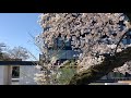 秋田県大館市　桂城公園の桜　2021 04 21