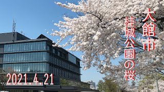 秋田県大館市　桂城公園の桜　2021/04/21