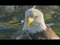 swfl eagle cam 10 20 23. m15 s huge church branch f23 in beast mode n2 views the herd.