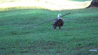 SWFL Eagle Cam 10-20-23.  M15's Huge Church Branch, F23 in Beast Mode; N2 Views; The Herd.