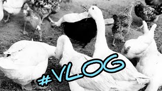 #VLOG - INTRUZ?! 🦊 | Gęsi 😞! | Ah ta KACZKA... 🦆