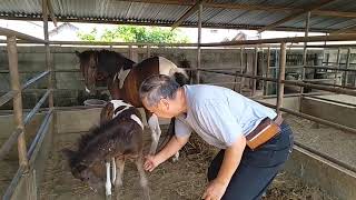 ม้าของชาลี 151 ฝึกม้าสป๊อท เมื่ออายุสามสิบเจ็ดวัน  Chalee Horse 151 Training Spot when the age is 37