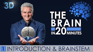 3D - The Brain in 20 minutes - 01 │ Introduction \u0026 Brainstem │ Dr. Dr. Damir del Monte │ Encephalon