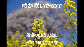 桜が咲いたので 馬場の山桜\u0026鏡山 2023年3月28日