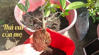 • Chia sẻ cắt cành chanh chiết trồng lên chậu || Share cut lemon branches and plant them in pots •