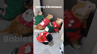 메리 크리스마스! 산책하러 가자냐~옹🎄🎁Merry Christmas! Cats taking a stroll~