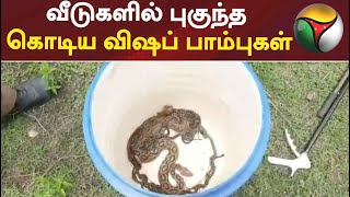 வீடுகளில் புகுந்த கொடிய விஷப் பாம்புகள்