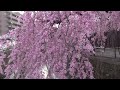 仙台の桜2022 石橋屋の枝垂れ桜