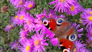 Schmetterlinge (Pfauenaugen) in meinem Garten. Gewinner des Klimawandels  *Lusti Productions®