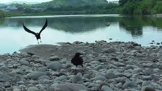 L0148　大分川　ビビの縄張り　モンファミリー（ハシボソガラス）Oita River　BIBI's Territory　MON Family (Wild Carrion Crow)