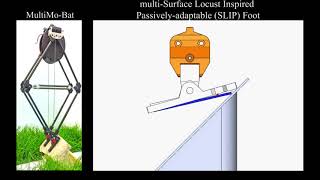 Robotic Foot: multi-Surface Locust Inspired Passively-adaptable (SLIP) foot