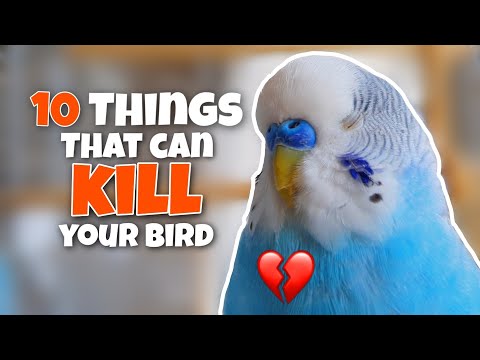 Can loud noises kill birds?