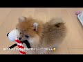 ポメラニアンのニコちゃん🐾生後3ヶ月の子犬がおもちゃで遊ぶ癒し？動画です🧡