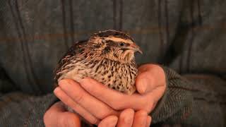 ごろ寝する 超かわいい ベタなれ♡うずら　Soo Cute Relaxing Quails