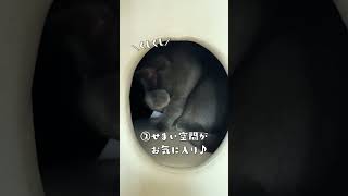 【猫の日】猫ちゃん社員のおすすめグッズ紹介✨ごまちゃん編 #shorts #猫 #キャットハウス