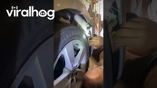 Cat Mechanic Helps With Car Repairs || ViralHog