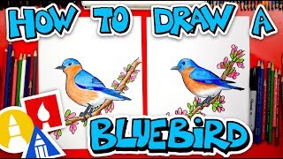 How To Draw A Bluebird