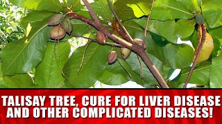 TALISAY TREE, CURE FOR LIVER DISEASE AND OTHER COMPLICATED DISEASES!