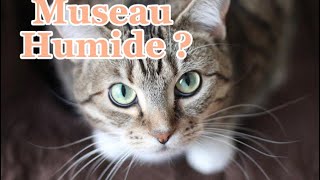 Pourquoi Mon Chat a Le Museau Humide ?// vidéo officiel // ANIMAUX AND LIFE