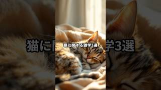 猫に関する雑学3選 #bgm #雑学 #ショート #豆知識 #猫 #ねこ